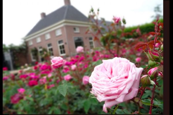 De familiesaga van de Hapse Verschurens