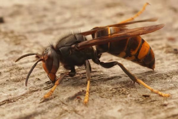 Opsporing verzocht: de Geelpoothoornaar