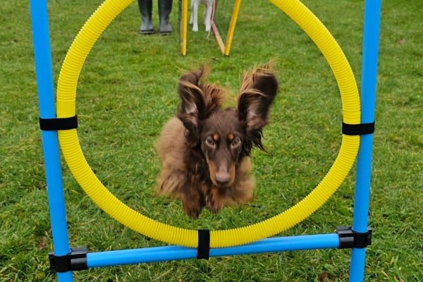 Samen werken aan een goed opgevoede hond