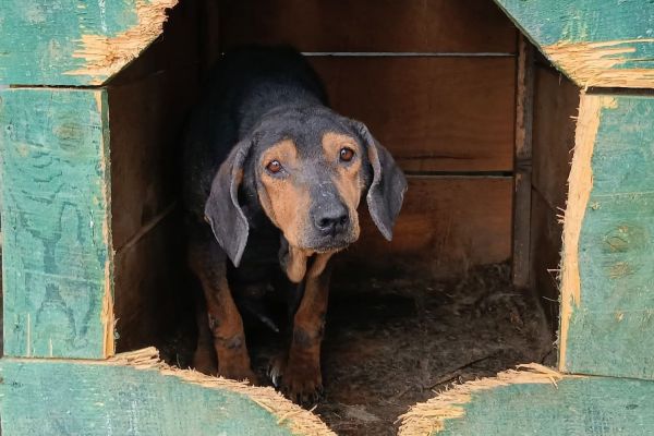 Een buitenlandse hond adopteren?