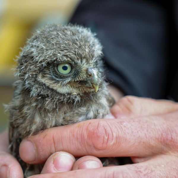 Roofvogel- en uilenwerkgroep IVN Maas & Niers