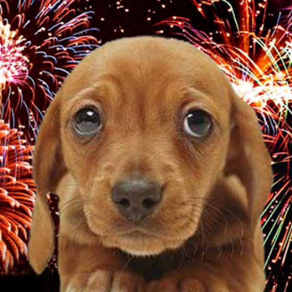 Feestdagen