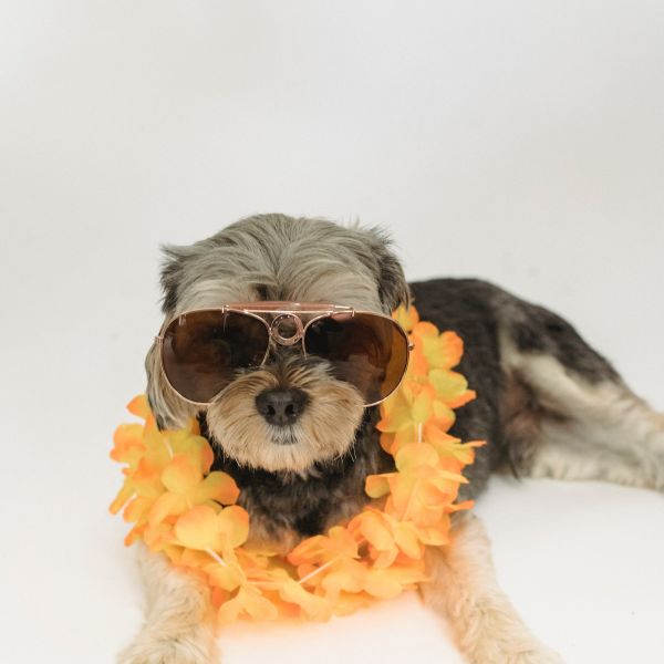 Zomer tips voor uw (huis)dieren