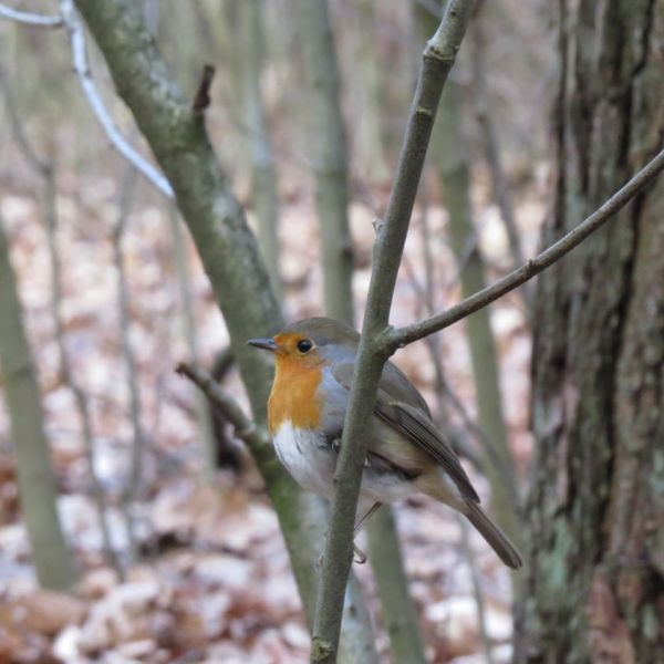 Overwinteren in de Heemtuin