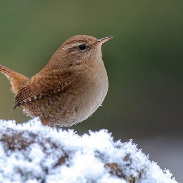 Vogels in de winter een handje helpen…