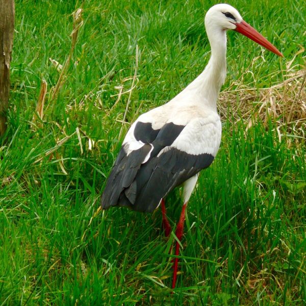 Ooievaars brengen de lente mee…