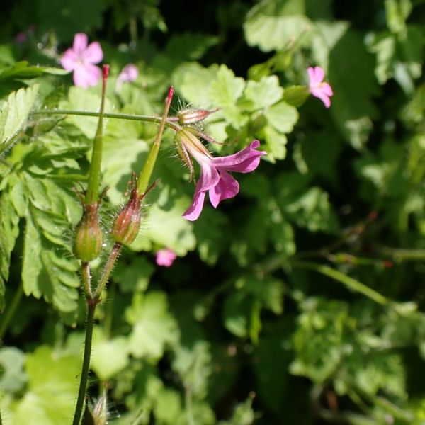 Pootjes, snavels en oren