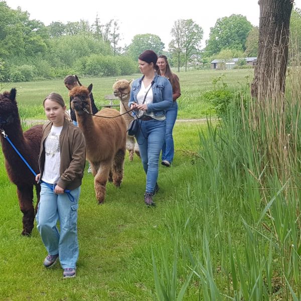 Alpaca’s, lieve en sociale dieren