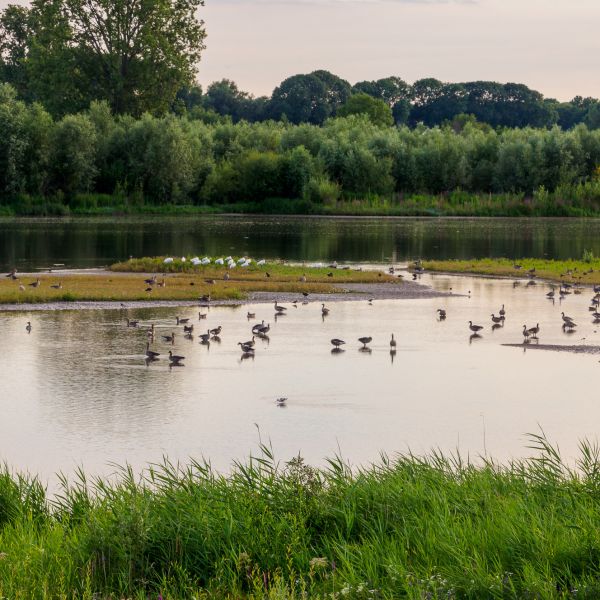 Liedense Waard