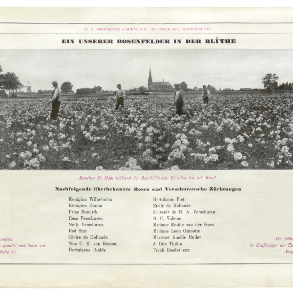 De familiesaga van de Hapse Verschurens