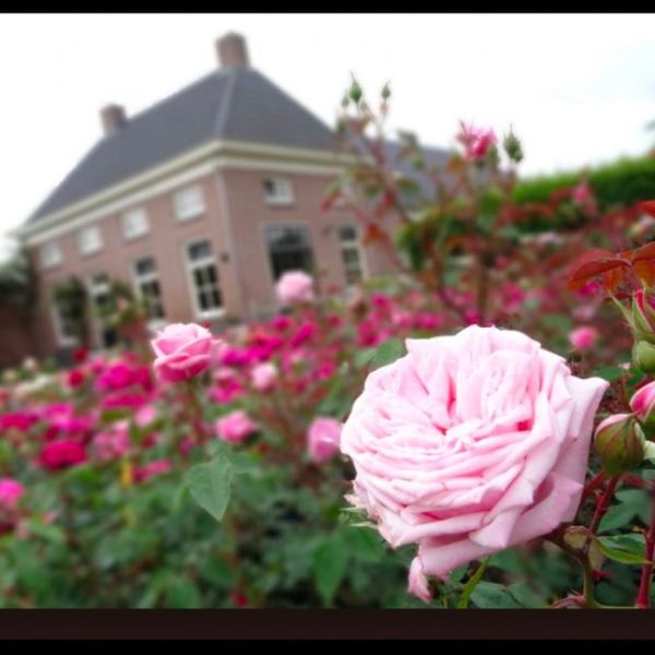 De familiesaga van de Hapse Verschurens
