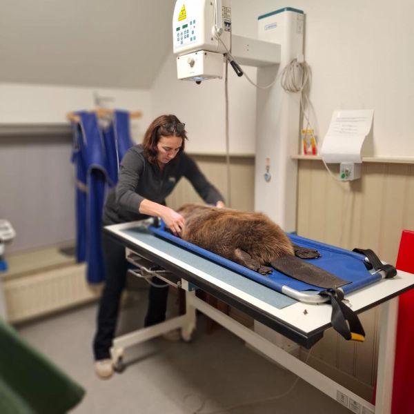 Bijzondere dieren