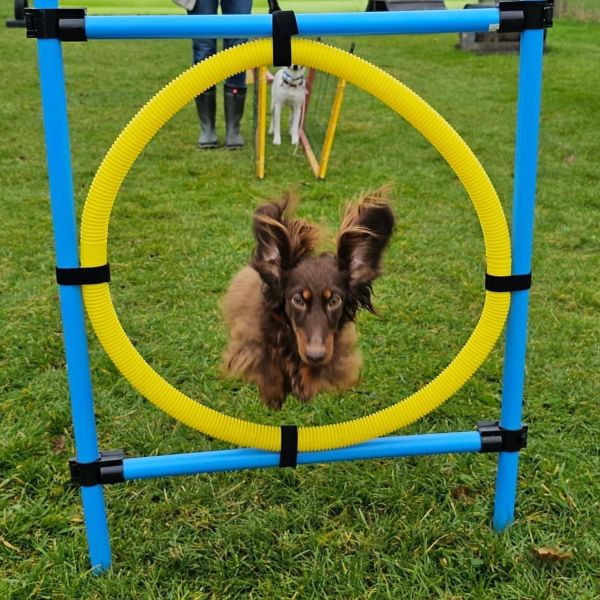 Samen werken aan een goed opgevoede hond