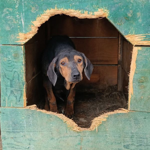 Een buitenlandse hond adopteren?