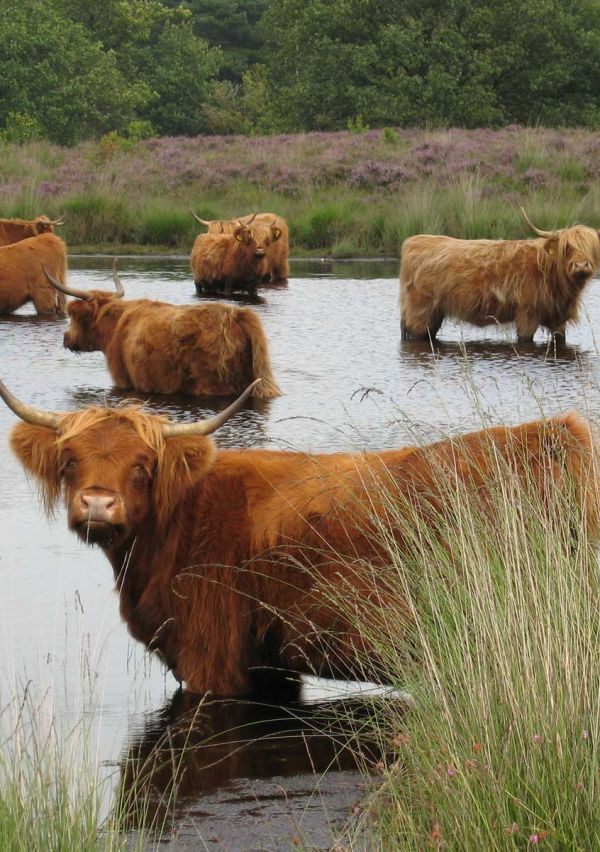 Nationaal Park De Maasduinen