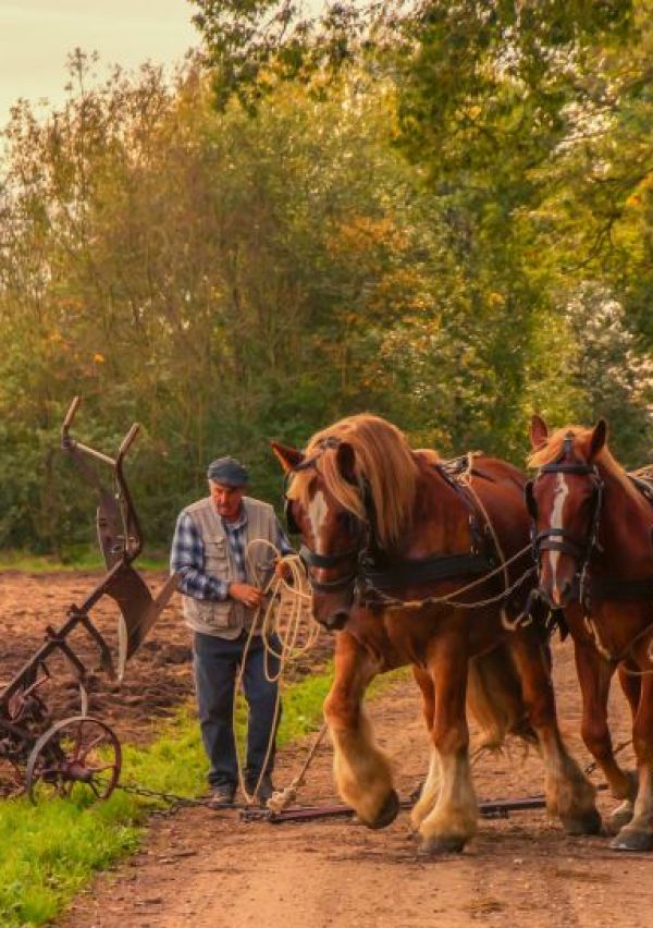 Een Erfgoedzadenproject op het landgoed Bleijenbeek
