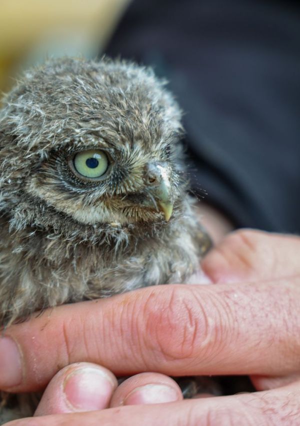 Roofvogel- en uilenwerkgroep IVN Maas & Niers