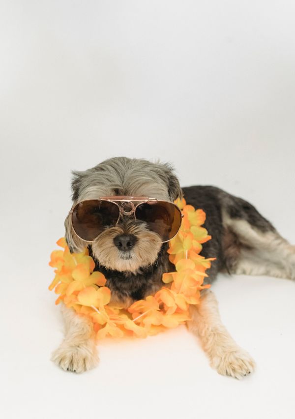 Zomer tips voor uw (huis)dieren
