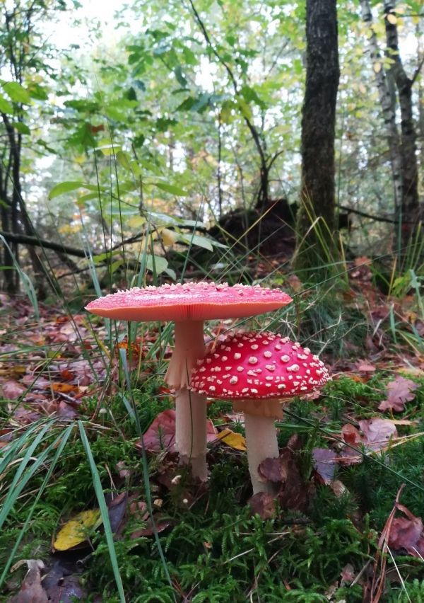 Rood met witte stippen