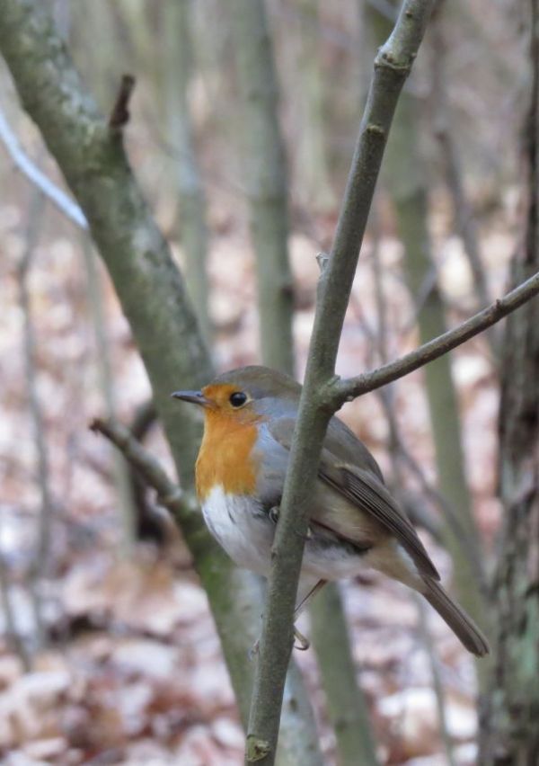 Overwinteren in de Heemtuin