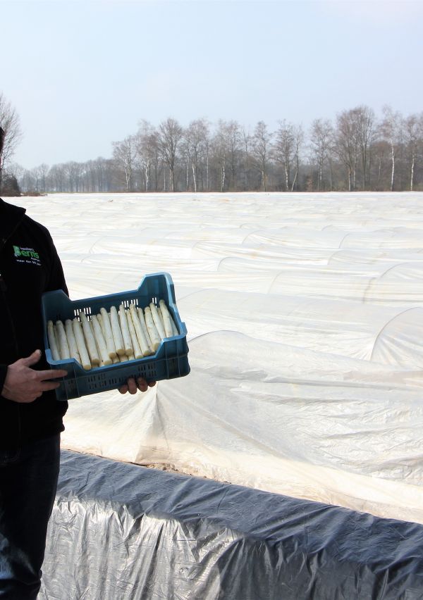 Ze zijn er weer, heerlijke asperges!