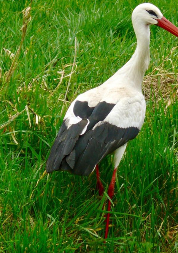 Ooievaars brengen de lente mee…