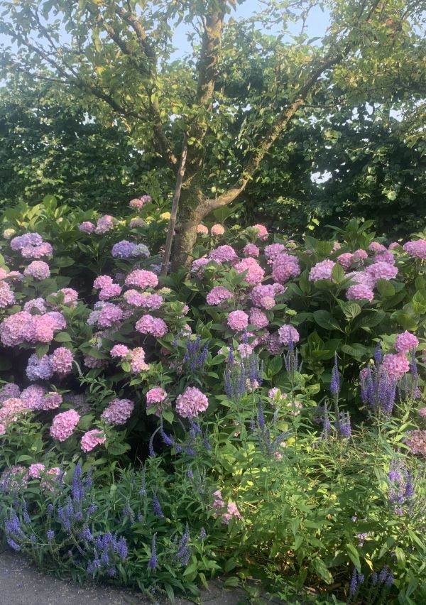 Open Tuinendagen 2024