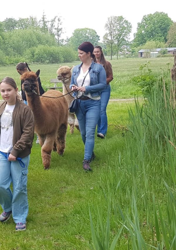 Alpaca’s, lieve en sociale dieren