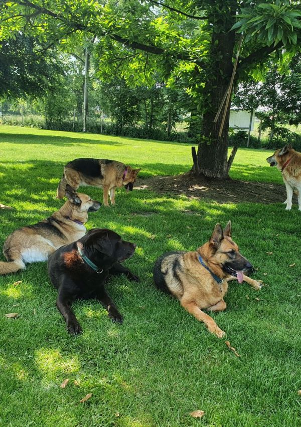 Als iedereen dieren goed behandelt, verdwijnt dierenleed