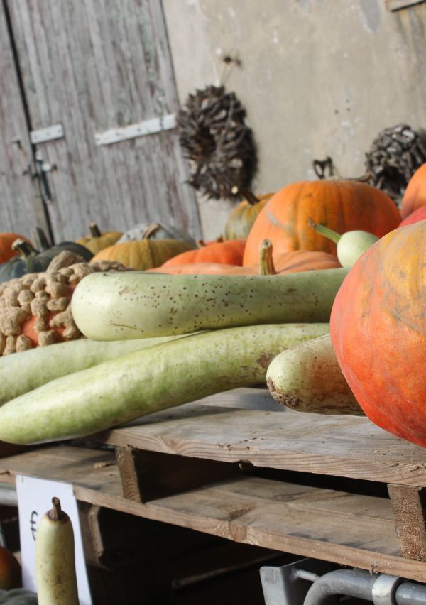 Pompoenen horen bij de herfst!