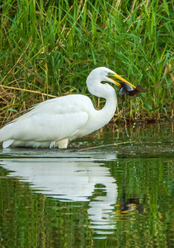 Liedense Waard 1