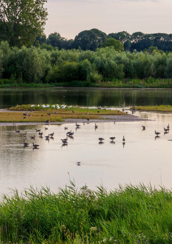 Liedense Waard