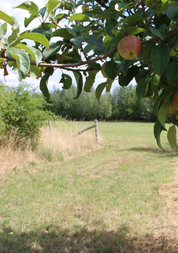 Wandelen bij natuurpoort De Bungelaer 3