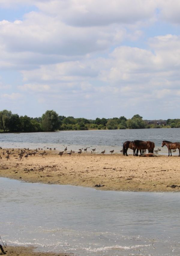 Wandelen bij natuurpoort De Bungelaer 1