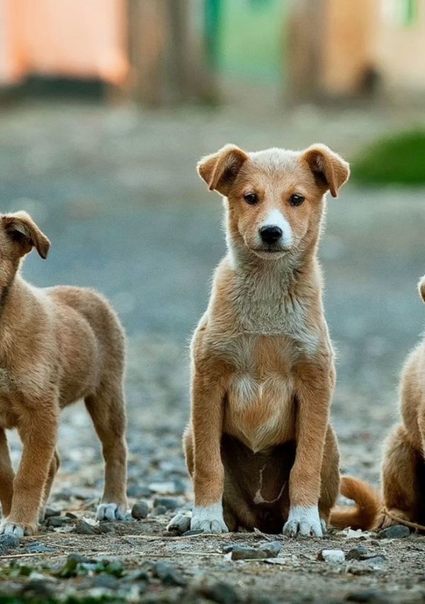 Wijchense dierenarts zet zich in voor straathonden in Kosovo 1
