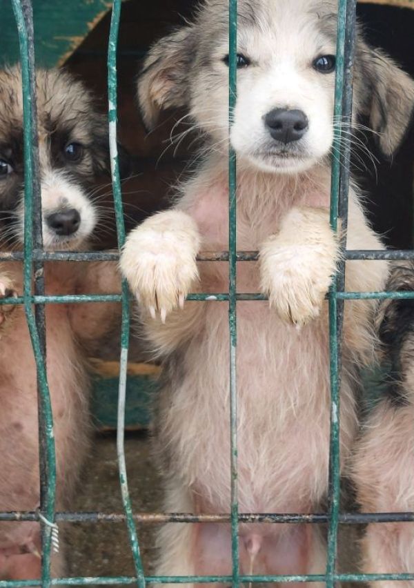 Elke euro helpt om het dierenleed aan te pakken 3