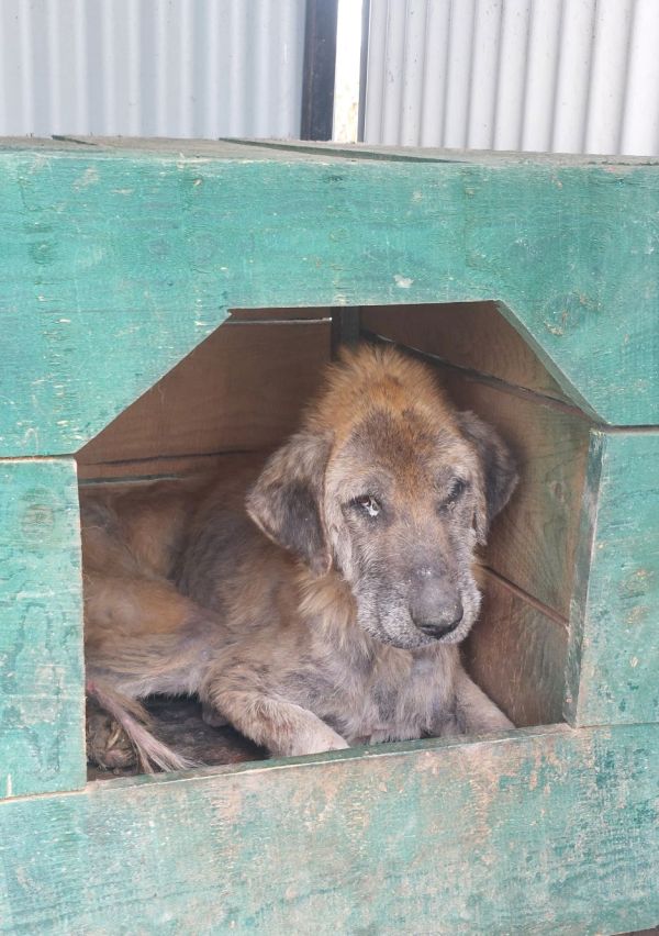 Elke euro helpt om het dierenleed aan te pakken 2