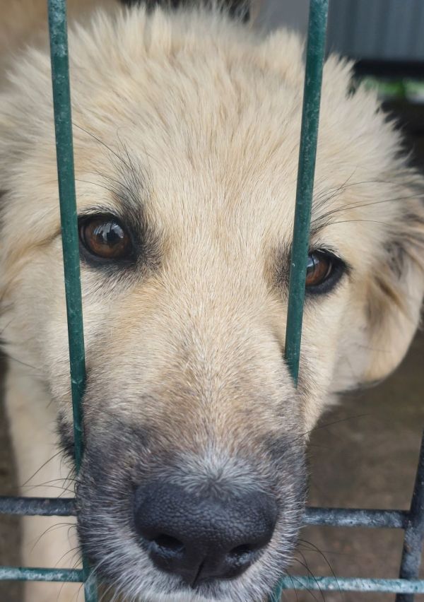 Elke euro helpt om het dierenleed aan te pakken 5