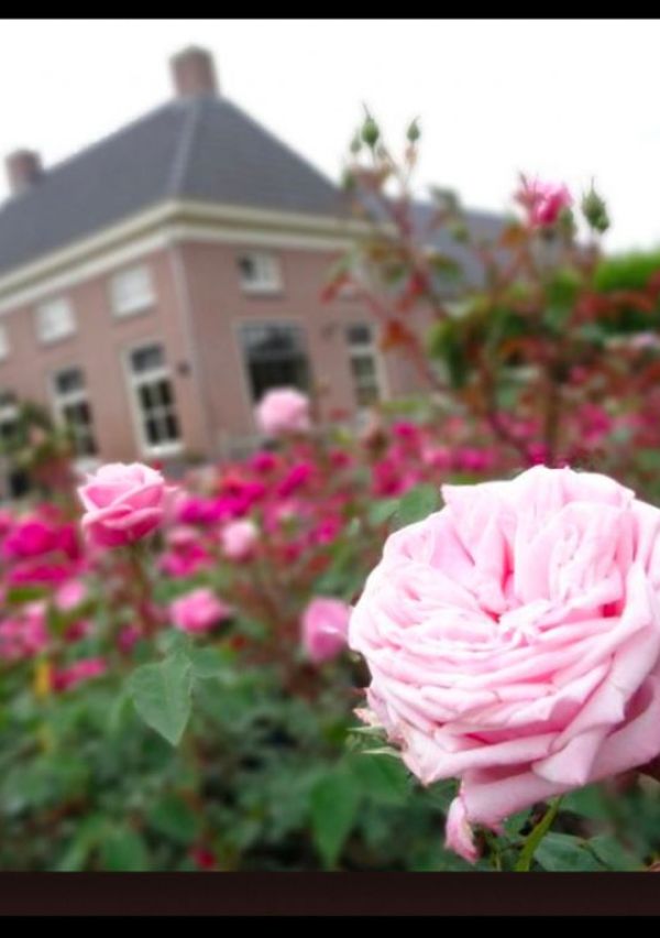 De familiesaga van de Hapse Verschurens