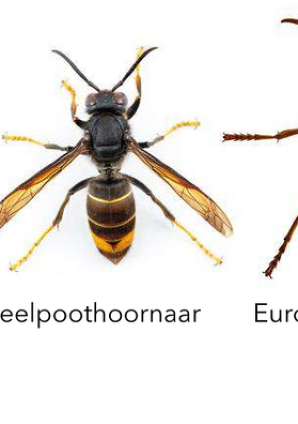Opsporing verzocht: de Geelpoothoornaar 1
