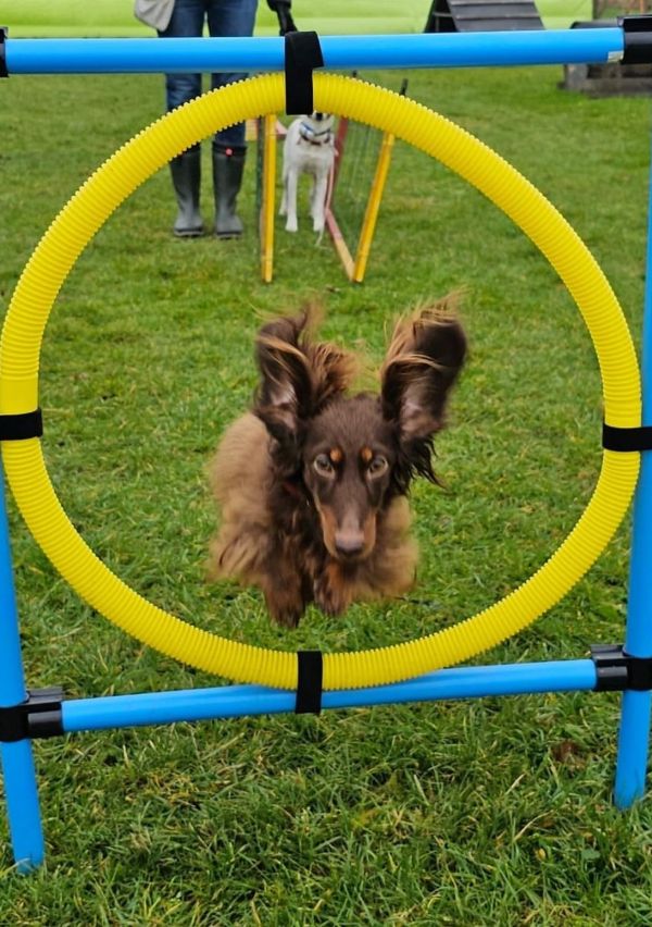 Samen werken aan een goed opgevoede hond