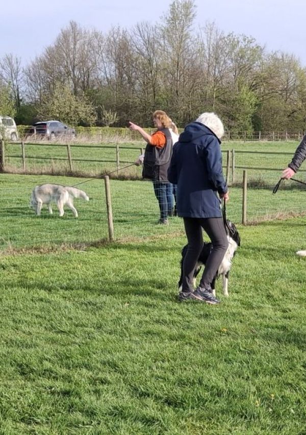 Samen werken aan een goed opgevoede hond 1