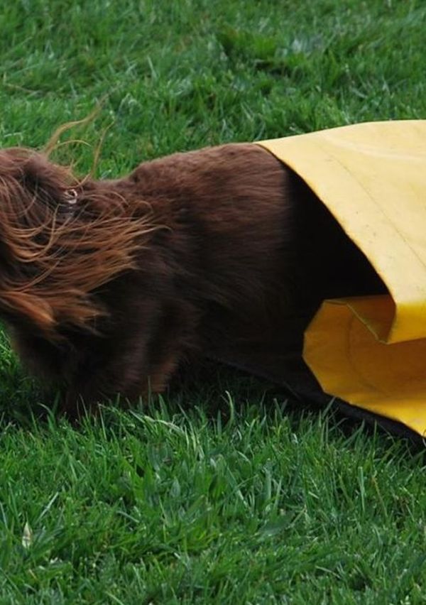 Samen werken aan een goed opgevoede hond 2