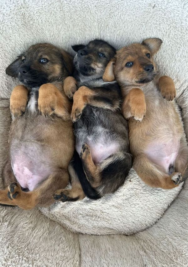 Een buitenlandse hond adopteren? 1