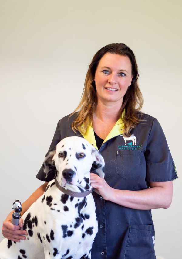 Een buitenlandse hond adopteren? 2